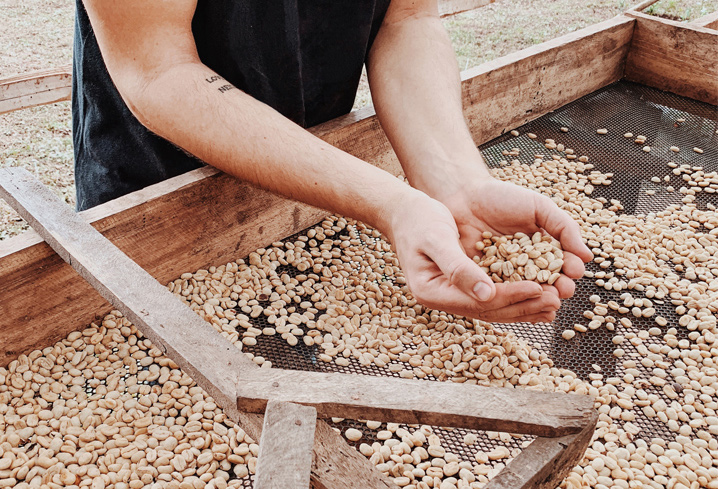 Raisbed bei Petunia specialty coffee. Hochwertiger fair trade Rohkaffee aus Brasilien
