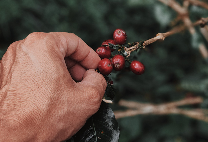 Kaffeekirsche auf der Plantage von Petunia specialty coffee